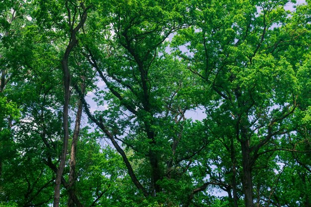 Kronen von hohen Bäumen in einem Laubwald