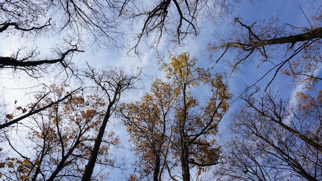 Kronen von hohen Bäumen über dem Kopf im Wald vor blauem Himmel Low Angle View Woods Hintergrund