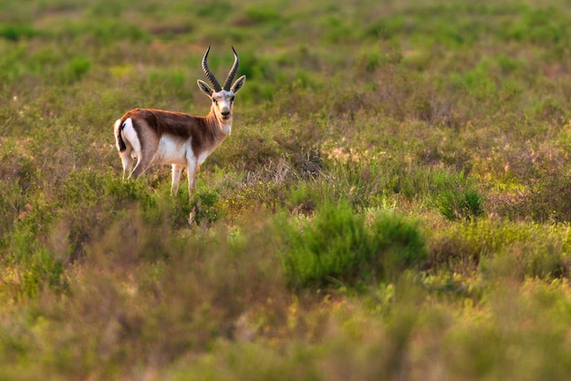 Kropfgazelle Jeyran im Feld. Naturschutzgebiet für Wildtiere