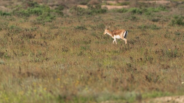 Kropfgazelle Jeyran im Feld. Naturschutzgebiet für Wildtiere