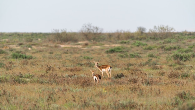 Kropfgazelle Jeyran im Feld. Naturschutzgebiet für Wildtiere