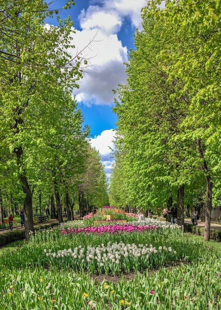 Kropyvnytskyi, Ucrânia 09.05.2021. Becos de tulipas no arboreto Kropyvnytskyi em um dia ensolarado de primavera