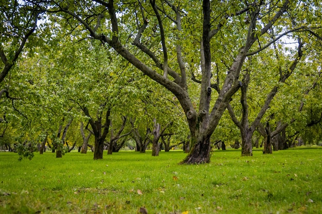 Krumme Apfelbäume im Park