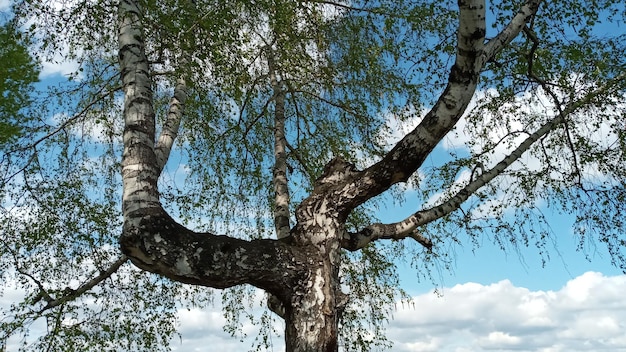 Krumme Birke im Frühjahr eine alte Birke mit verdrehten krummen Ästen gegen den blauen Himmel