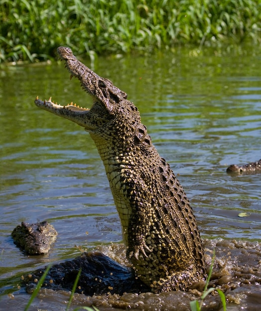 Kubanisches Krokodil springt aus dem Wasser