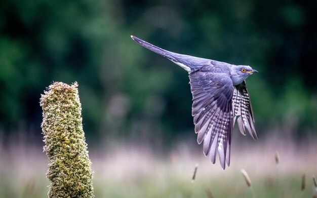 Foto kuckuck fliegt in einer grünen umgebung im freien