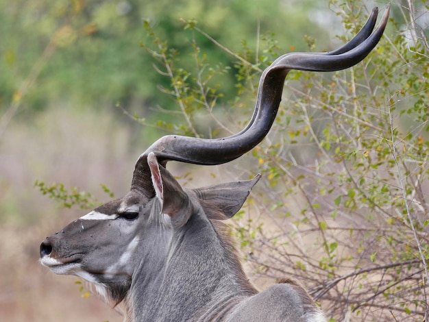 Foto kudu en el parque nacional south luangwa - zambia