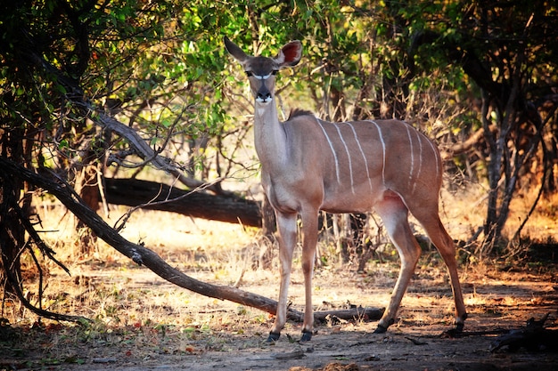 Kudu retrato