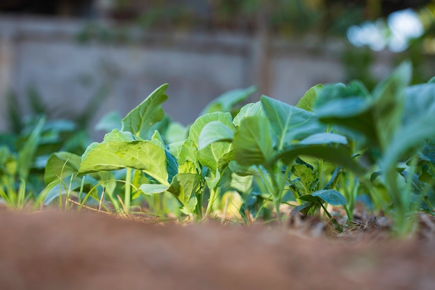 Küchenkohlgarten mit jungem Frischgemüse.