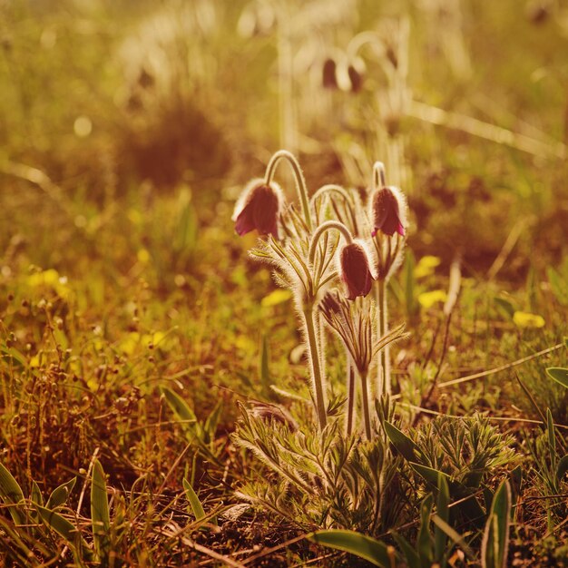 Küchenschelle in der Natur