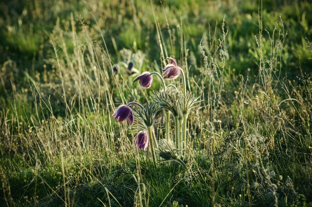 Foto küchenschelle in der natur