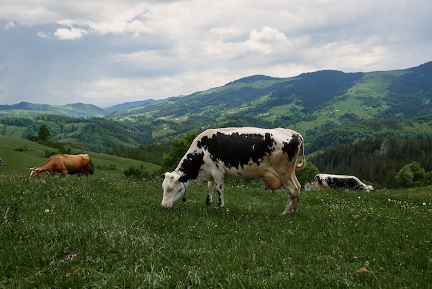 Kühe an einem sonnigen Sommertag grasen auf einer grünen Wiese hoch in den Bergen.