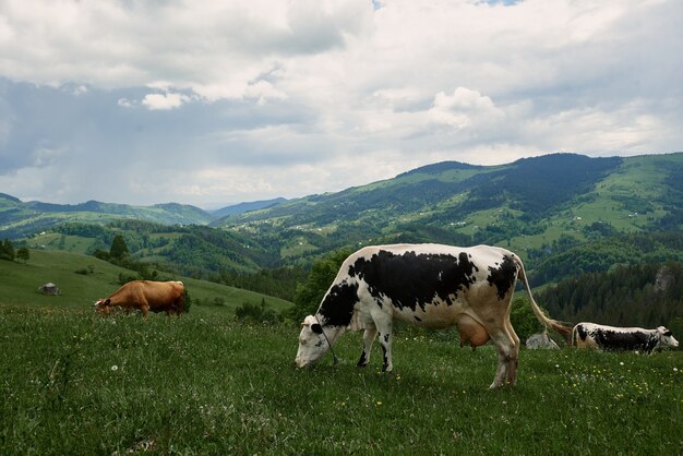 Kühe an einem sonnigen Sommertag grasen auf einer grünen Wiese hoch in den Bergen.