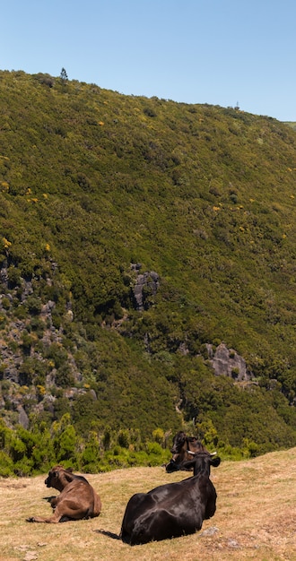 Kühe auf dem Berg