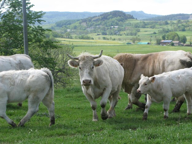 Kühe auf dem Feld gegen den Himmel