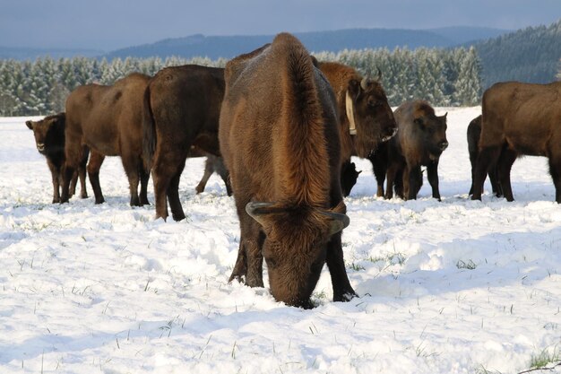 Foto kühe auf dem feld im winter