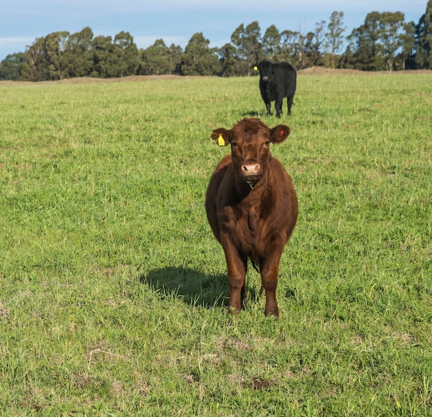 Kühe auf dem Feld in der Pampa-Ebene Argentinien