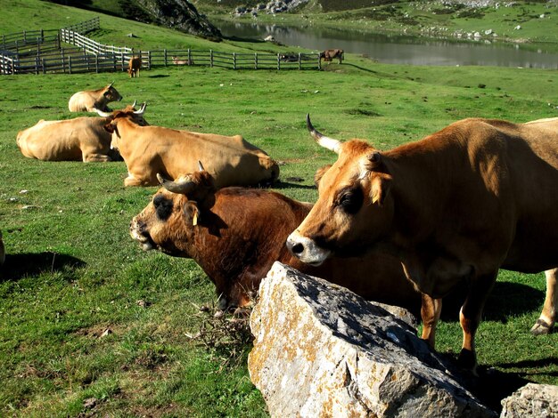 Foto kühe auf dem feld