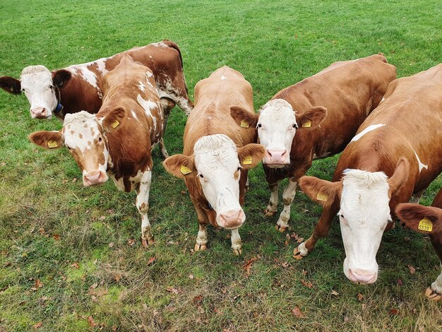 Foto kühe auf dem feld