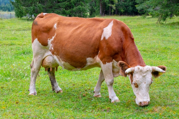 Foto kühe auf dem feld