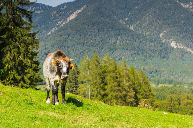 Kühe auf den grünen Wiesen der Alpen