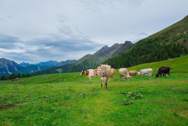 Kühe auf den Weiden der italienischen Alpen