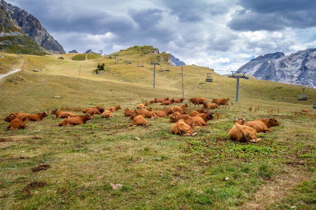 Kühe auf der Alm Pralognan la Vanoise Französische Alpen