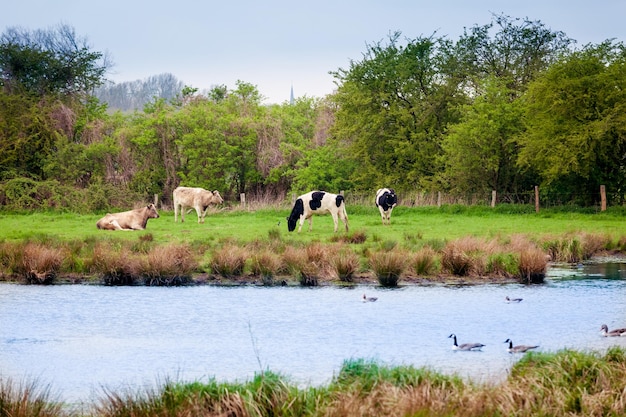 Kühe auf der Weide am Fluss Kühe auf einer grünen Sommerwiese