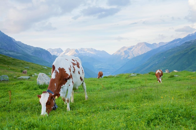Kühe auf der Weide auf der Almwiese