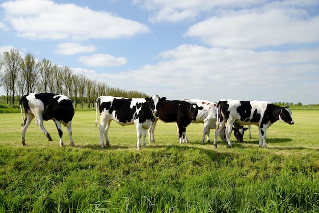 Kühe auf der Weide in Holland, artgerechte Tierhaltung in den Niederlanden, Ackerland Wiese