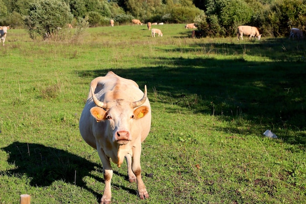 Kühe auf einem Bauernhoffeld grasen