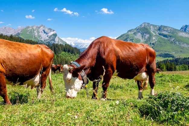 Kühe auf einem Berggebiet. La Clusaz, Haute-Savoie, Frankreich