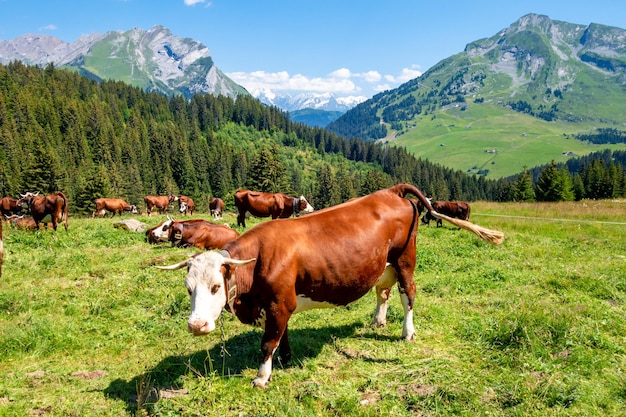 Kühe auf einem Berggebiet. La Clusaz, Haute-Savoie, Frankreich