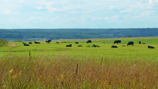 Kühe auf einem Feld atemberaubende Luftszenerie von Herden von Kühen, die auf der grünen Wiese weiden