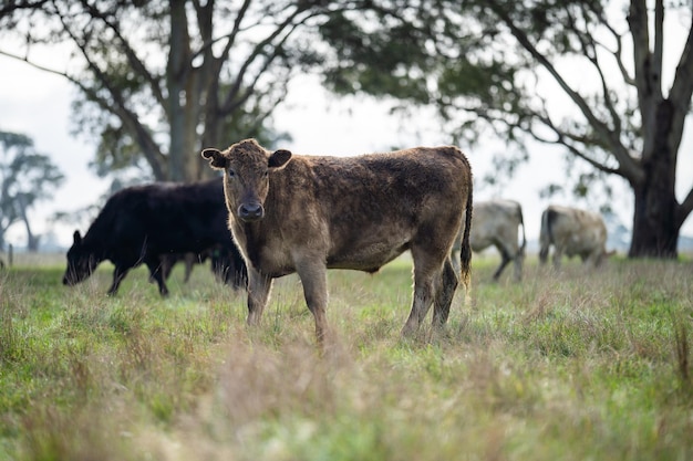 Kühe auf einem Feld Fleischkühe und Kälber, die auf Gras in Australien grasen