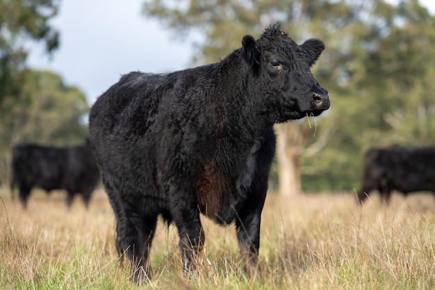 Kühe auf einem Feld Fleischkühe und Kälber, die auf Gras in Australien grasen