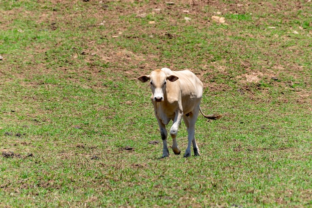 Kühe auf einem Feld grasen Selektiver Fokus