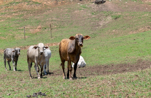 Kühe auf einem Feld grasen Selektiver Fokus