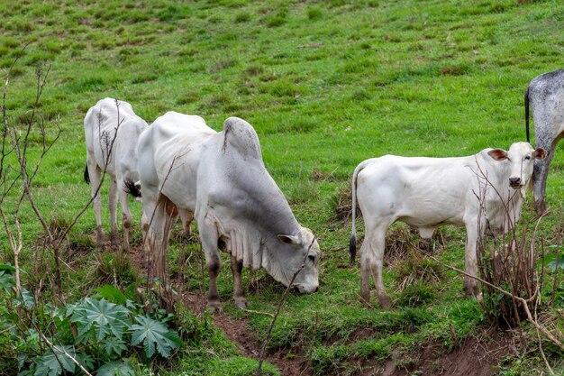 Kühe auf einem Feld. Selektiver Fokus.