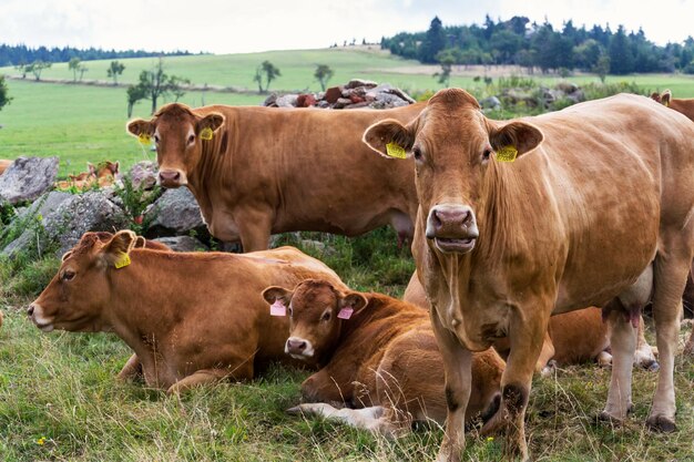 Foto kühe auf einem feld