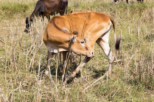 Kühe auf einem Feld