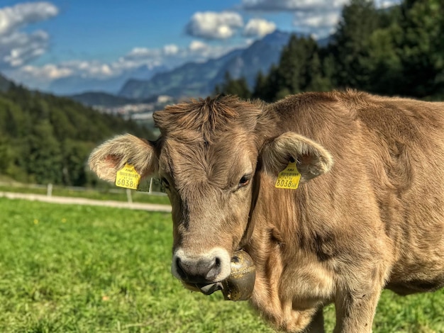 Kühe auf einem Feld