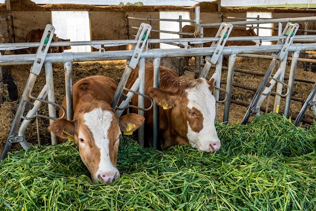 Foto kühe auf einem feld