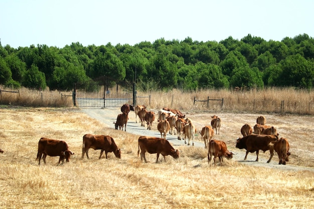 Foto kühe auf einem feld