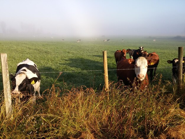 Foto kühe auf einem grasbewachsenen feld gegen den himmel