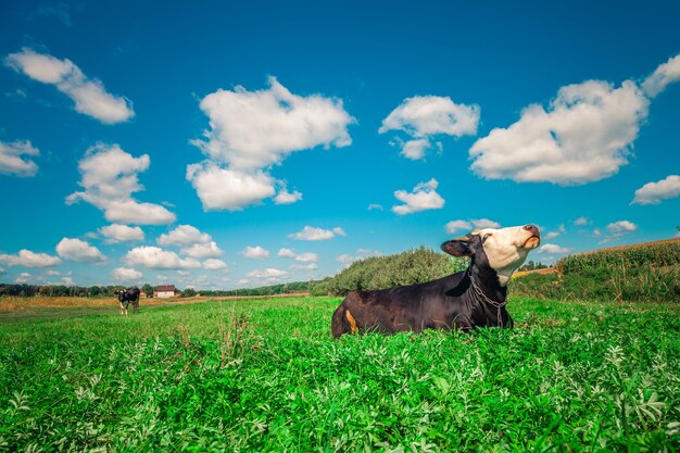 Kühe auf einem grünen Feld und blauem Himmel.