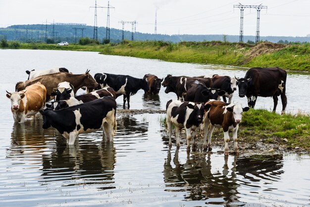 Kühe auf einer grünen Wiese in der Industrielandschaft draußen nahe Pfosten mit blauen Wolken