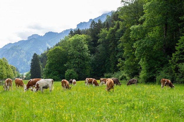 Kühe auf einer grünen Wiese