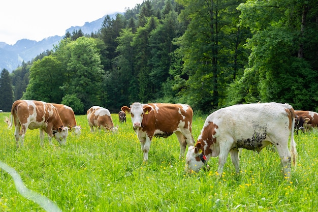 Foto kühe auf einer grünen wiese