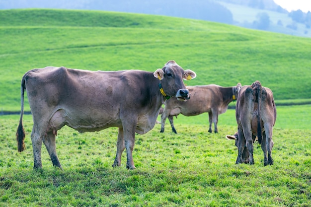 Kühe auf einer Weide in den Alpen Kühe, die Gras fressen Kühe auf grasbewachsenen Feldern Milchkuhen auf den Weiden der Farm
